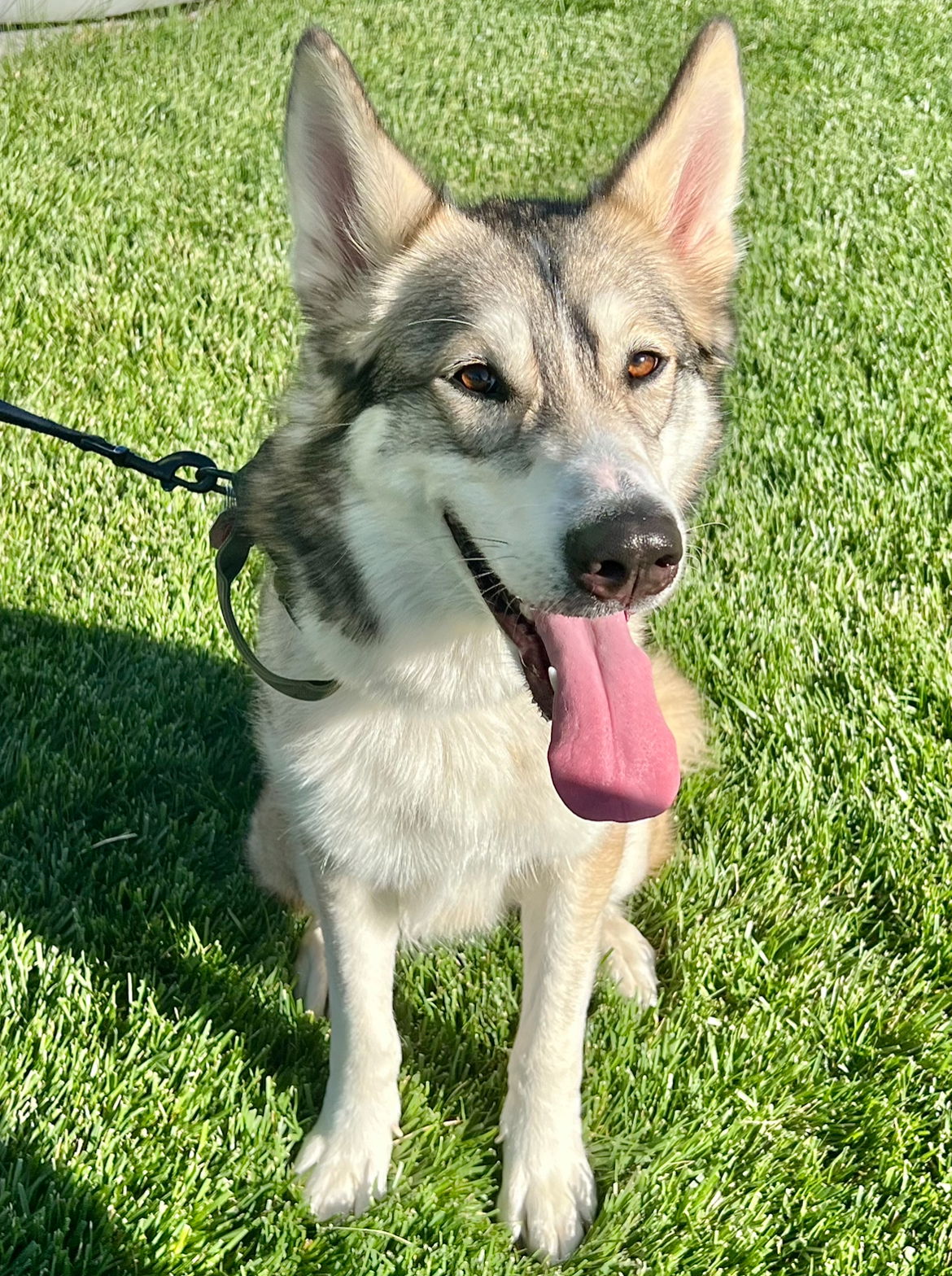 adoptable Dog in Omaha, NE named Suki