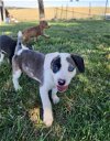 adoptable Dog in , NE named Dixie