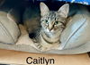 adoptable Cat in , NE named Caitlyn