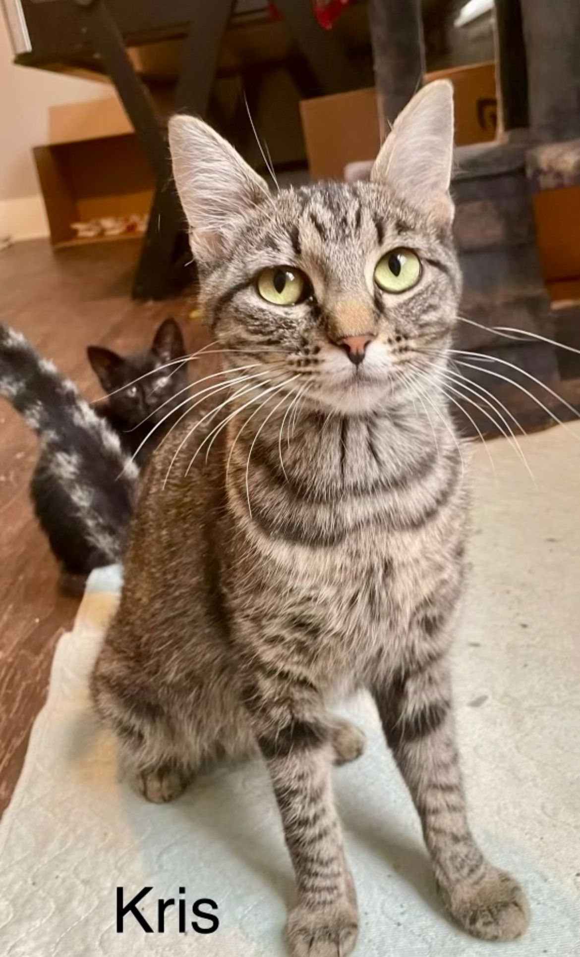 adoptable Cat in Omaha, NE named Kris