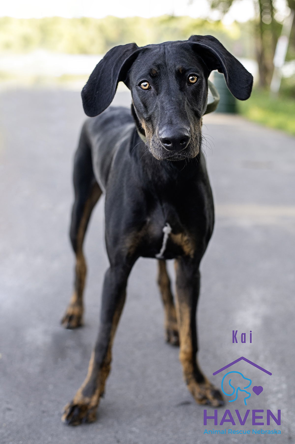 adoptable Dog in Omaha, NE named Kai