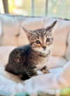 adoptable Cat in , NE named Shortbread