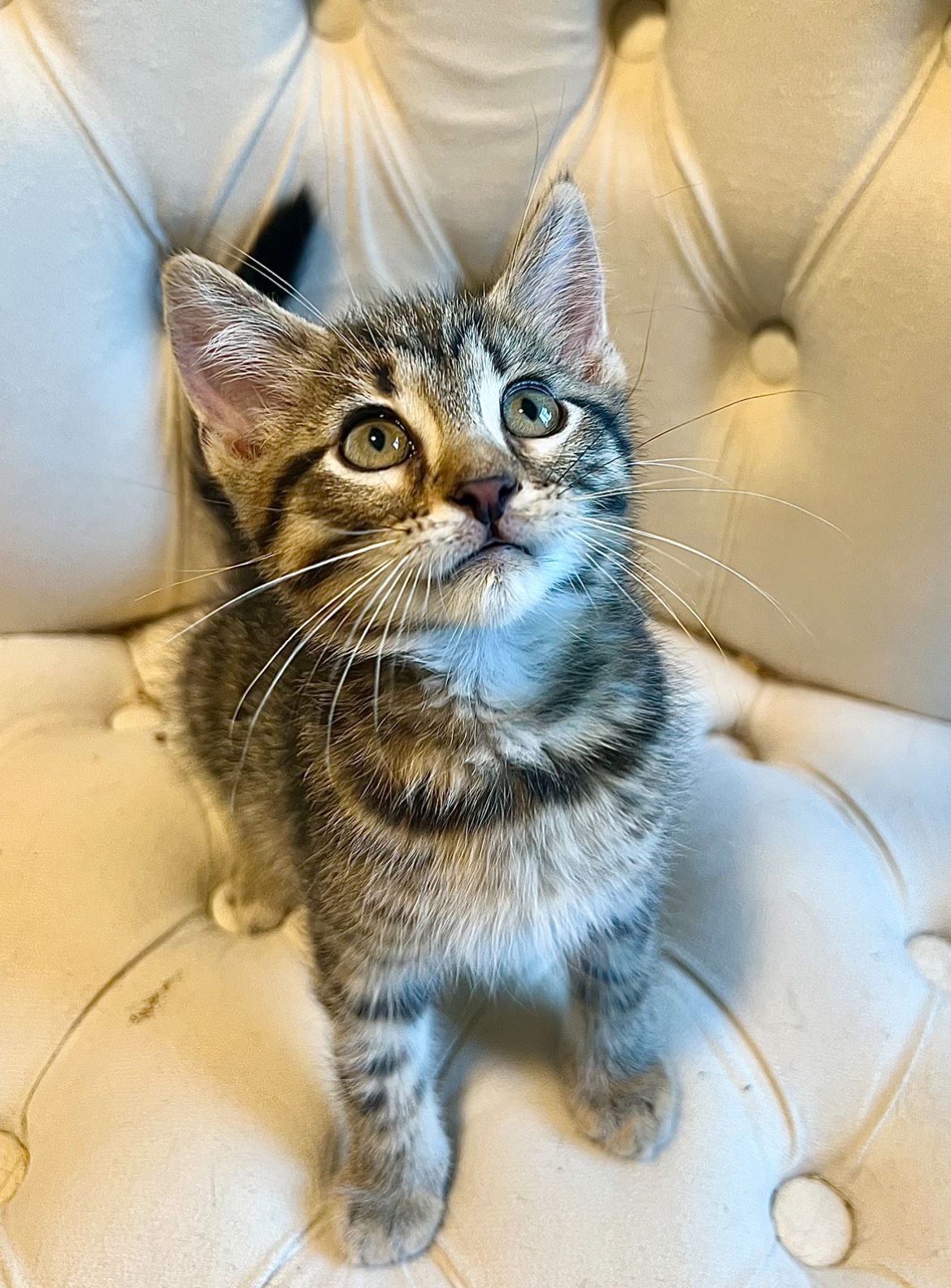 adoptable Cat in Omaha, NE named Snickerdoodle