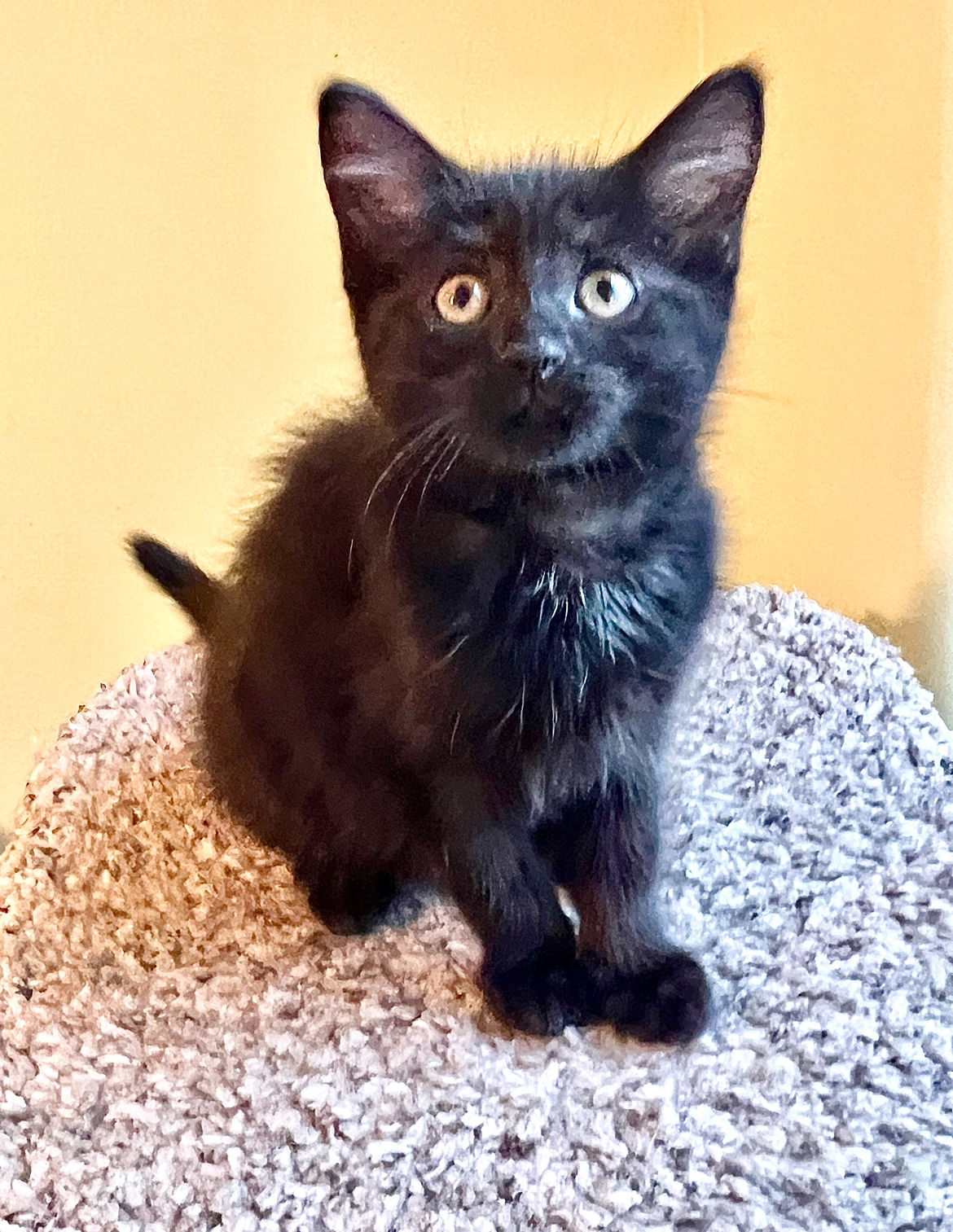 adoptable Cat in Omaha, NE named Milano