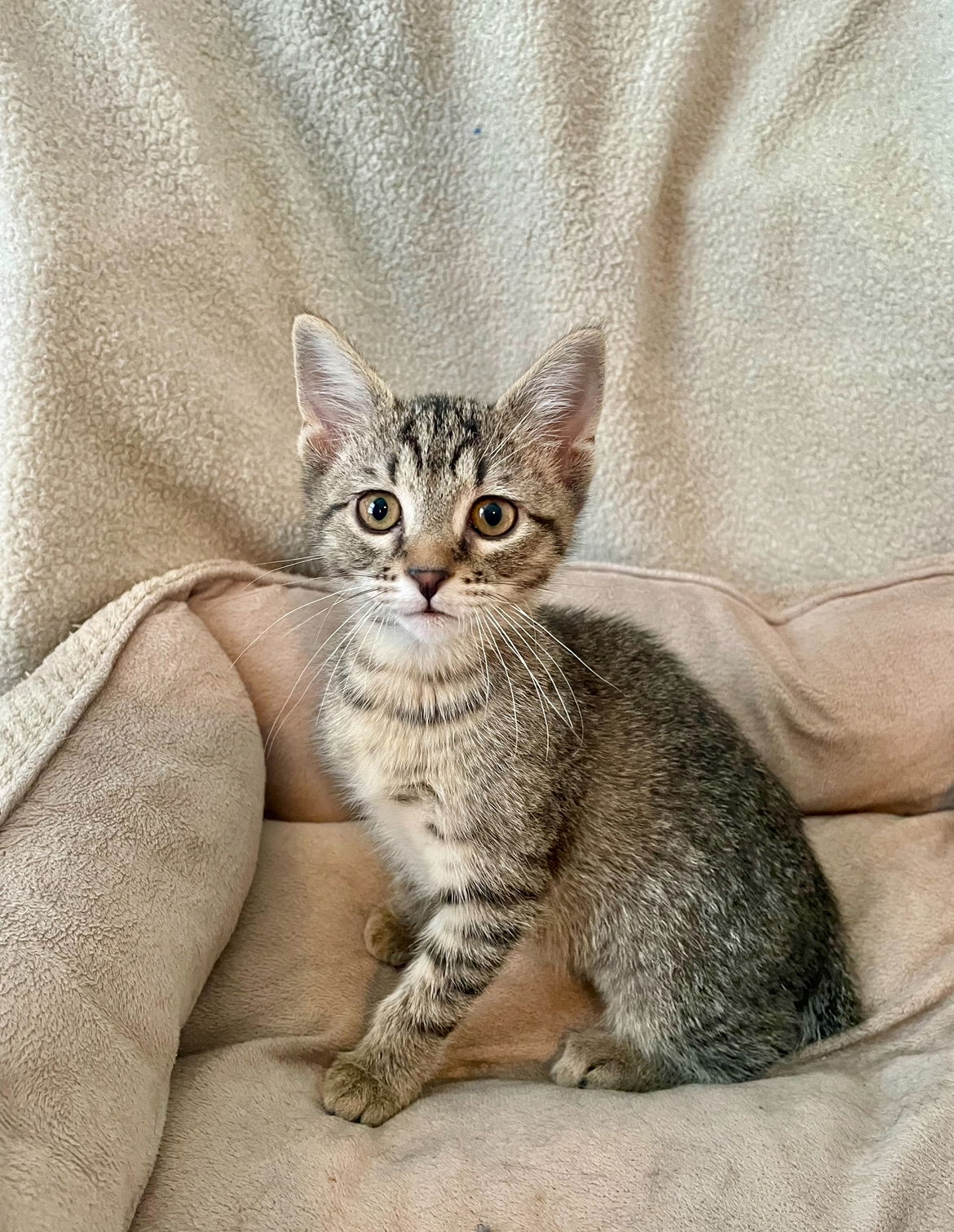 adoptable Cat in Omaha, NE named Kim