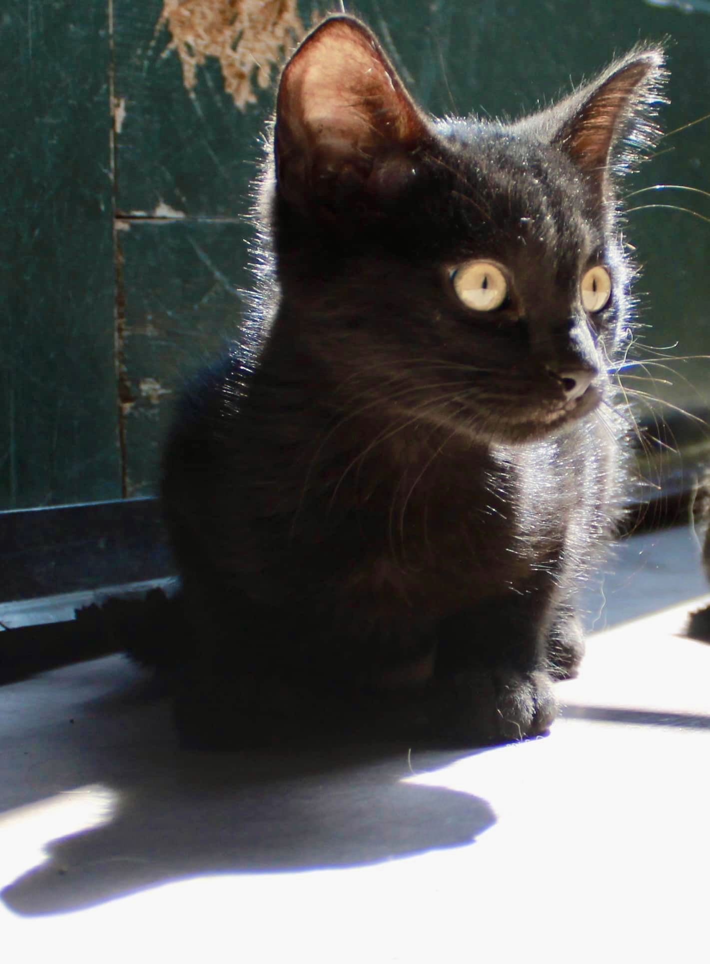 adoptable Cat in Omaha, NE named Noir