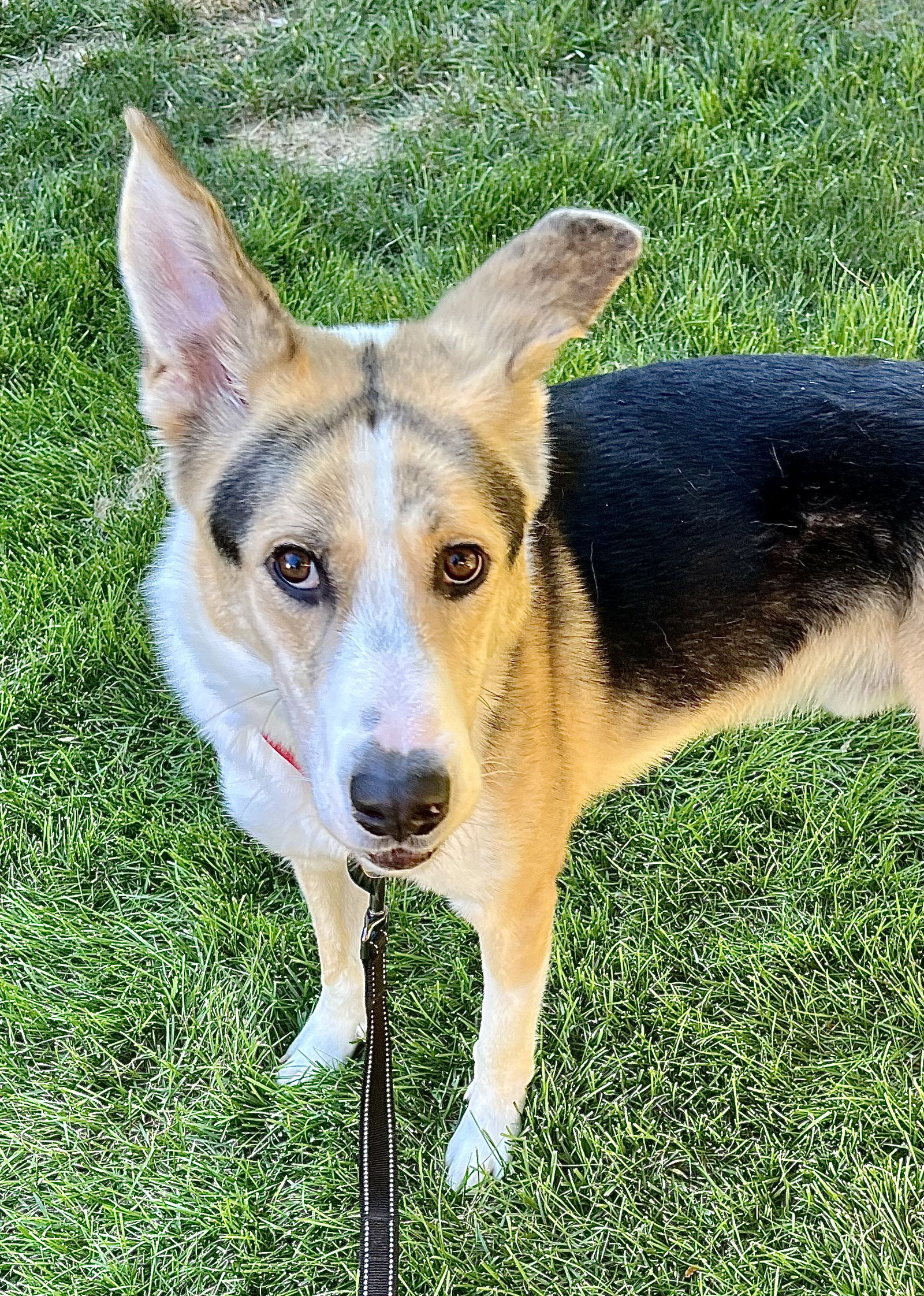 adoptable Dog in Omaha, NE named Royal