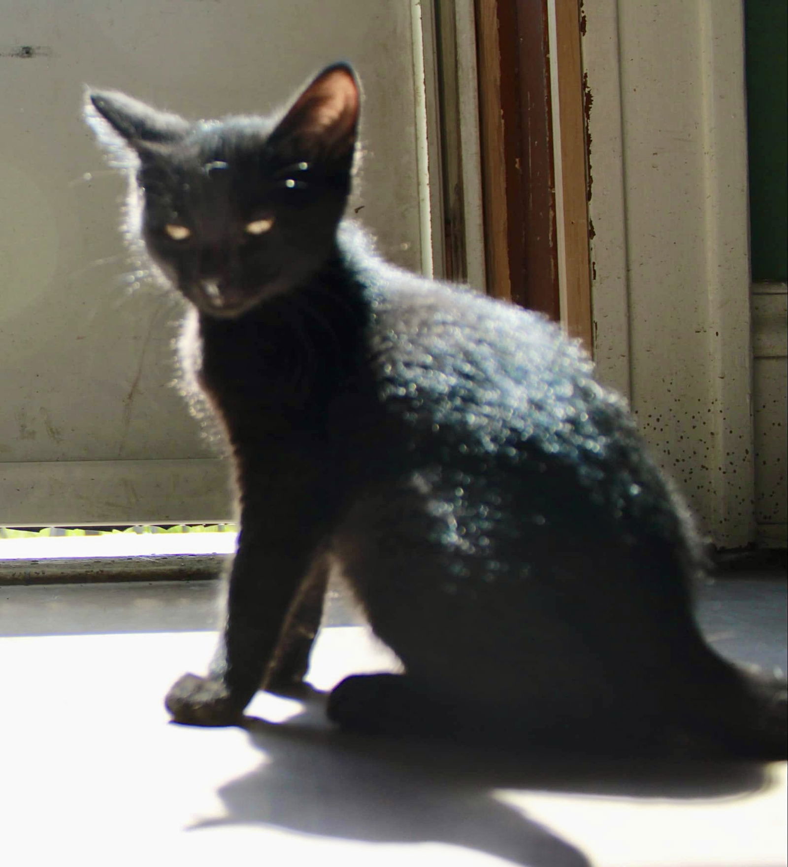 adoptable Cat in Omaha, NE named Rosie