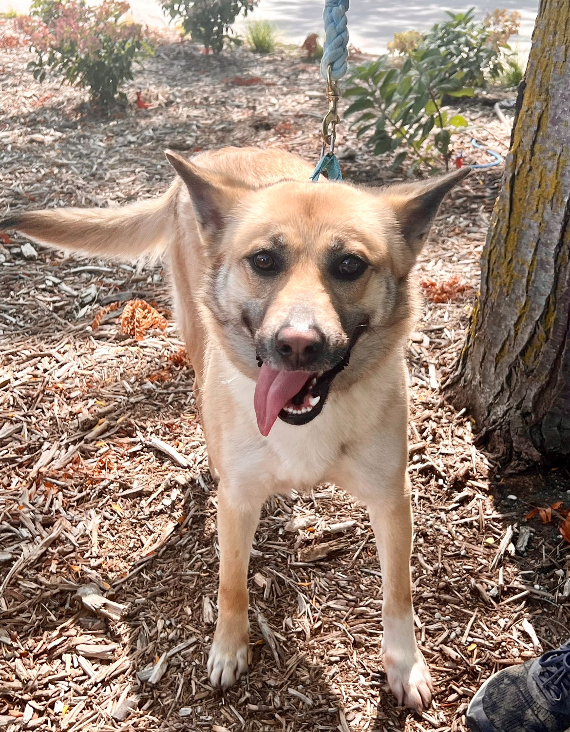 adoptable Dog in Omaha, NE named Nala