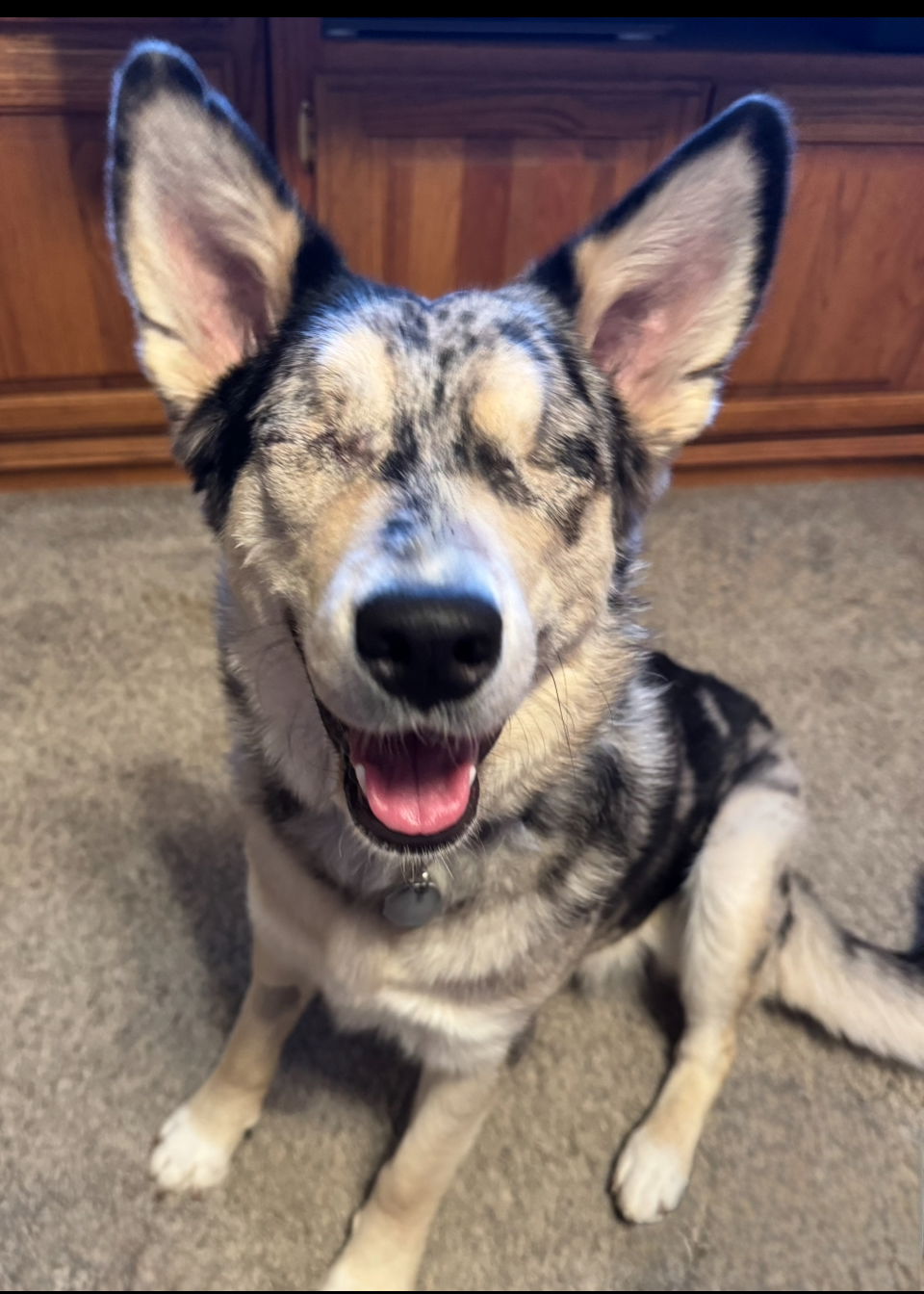 adoptable Dog in Omaha, NE named Indigo Blue (Indy)