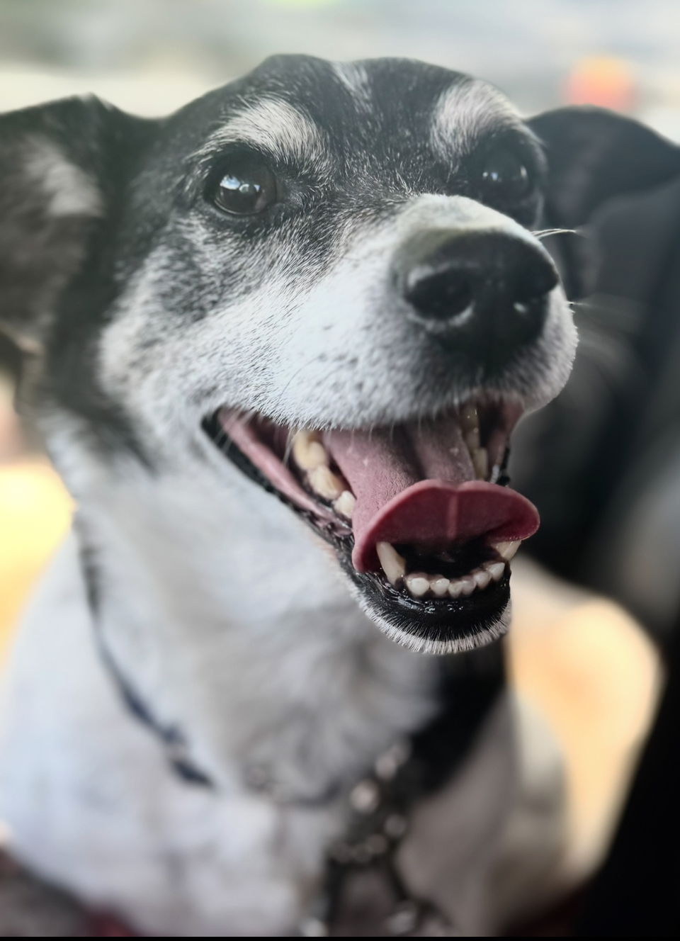 adoptable Dog in Omaha, NE named Max