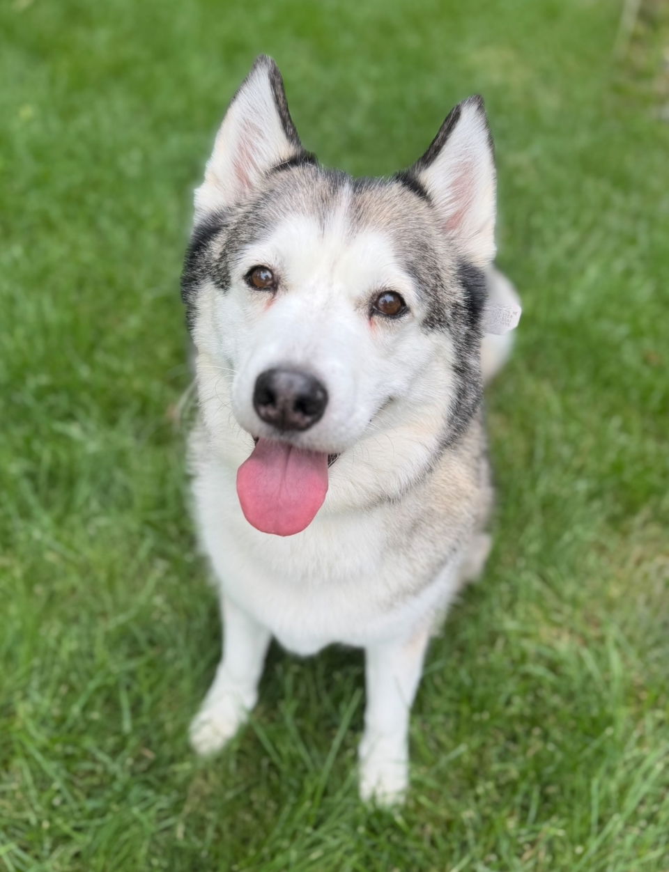 adoptable Dog in Omaha, NE named Thaddeus