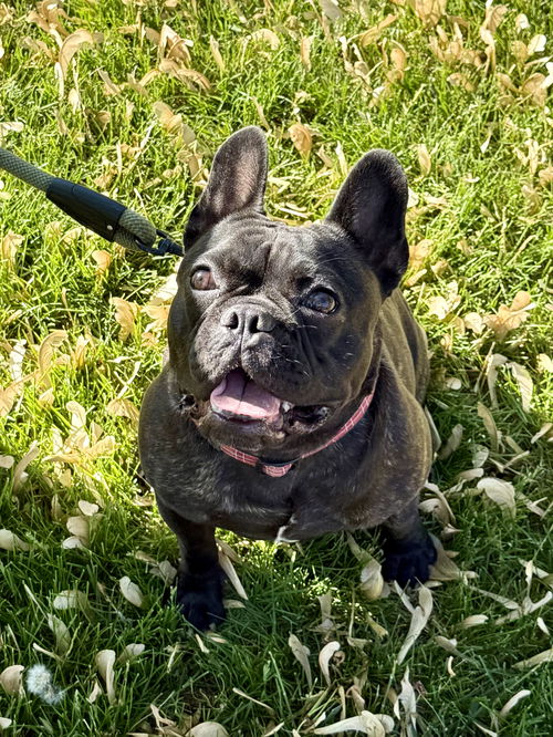 picture of the dog needing adoption