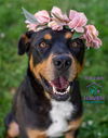 adoptable Dog in , NE named Raven