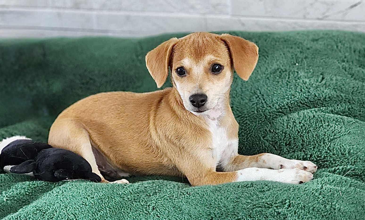 adoptable Dog in Omaha, NE named Cowboy