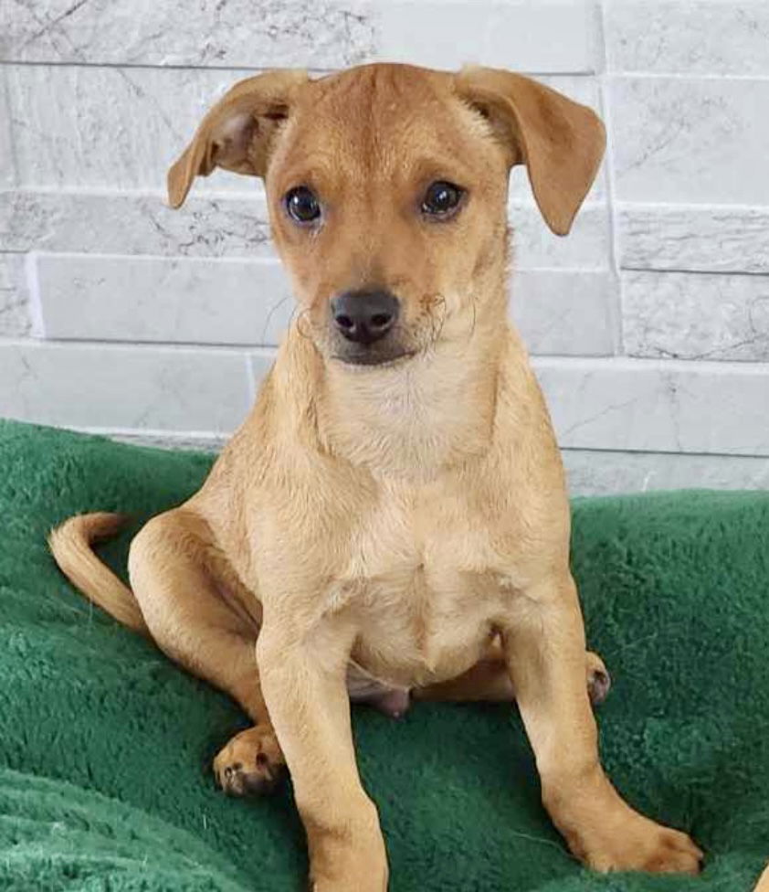 adoptable Dog in Omaha, NE named Ranger