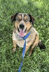 adoptable Dog in , NE named Waylon