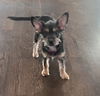 adoptable Dog in  named Mavis