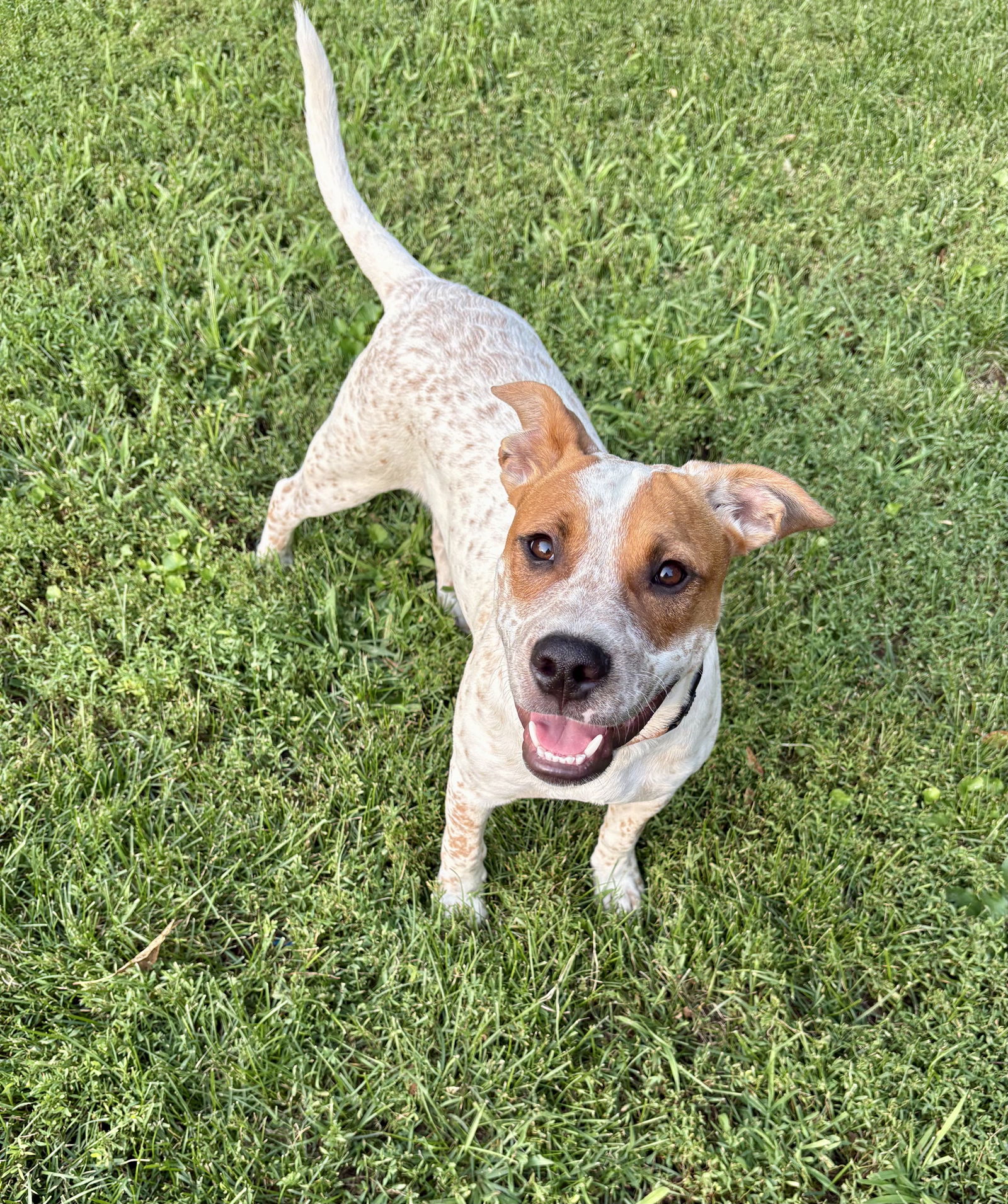 adoptable Dog in Omaha, NE named Howie