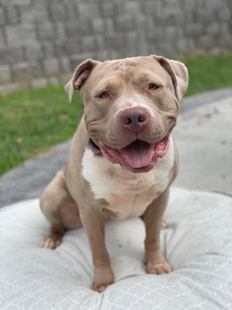 picture of the dog needing adoption