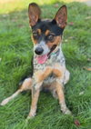 Maximus - Photo 2