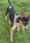 Maximus - Photo 4
