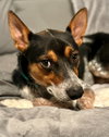 Maximus - Photo 3