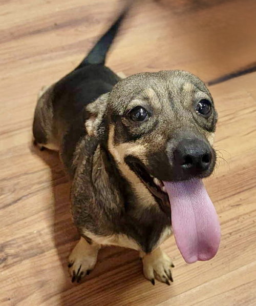 picture of the dog needing adoption