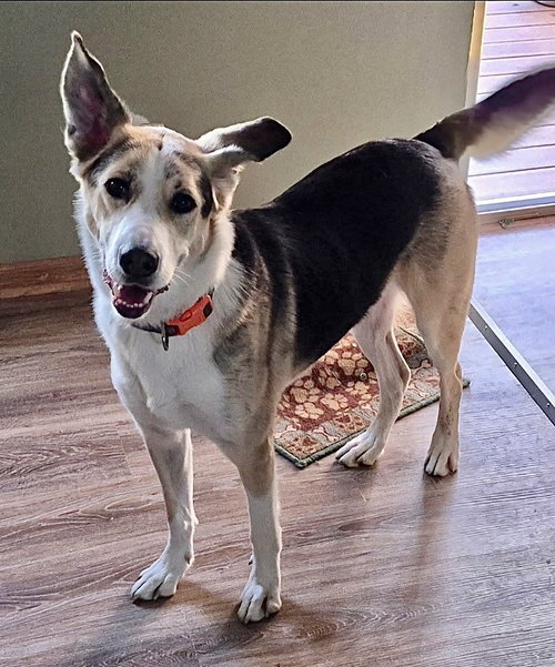 picture of the dog needing adoption