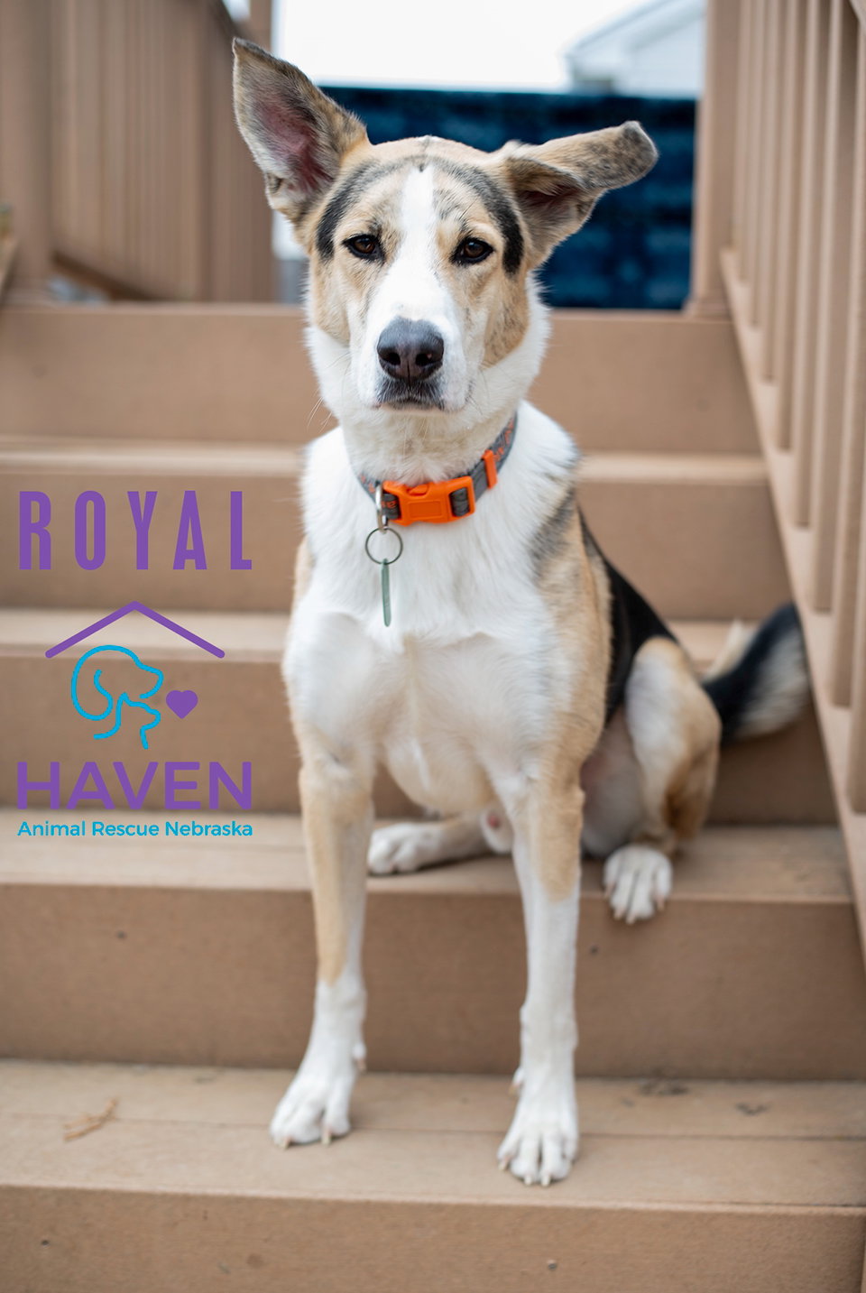 Royal