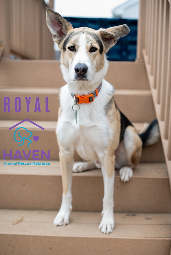 Royal