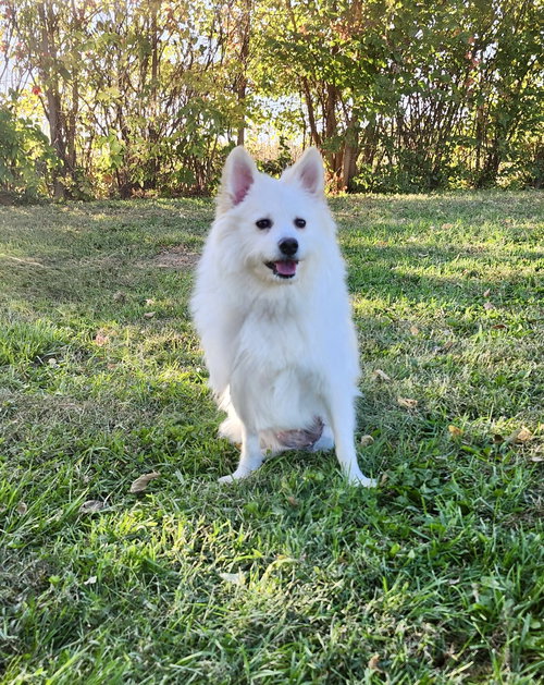 picture of the dog needing adoption