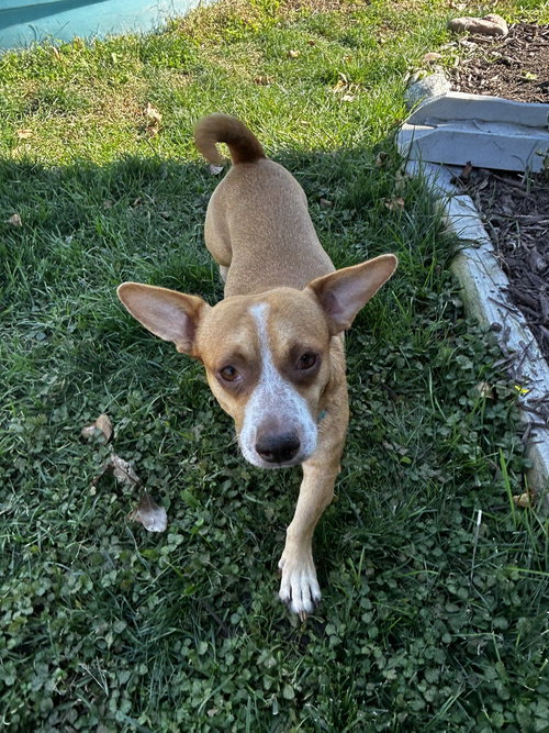 picture of the dog needing adoption