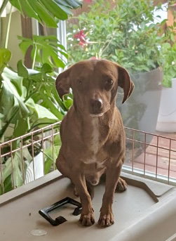 picture of the dog needing adoption