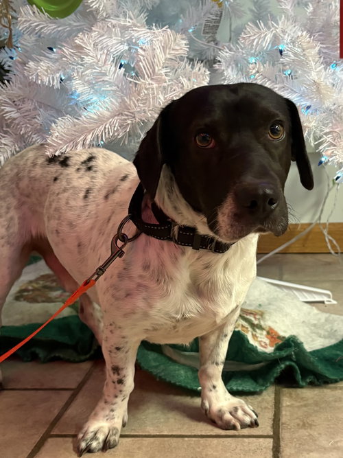 picture of the dog needing adoption
