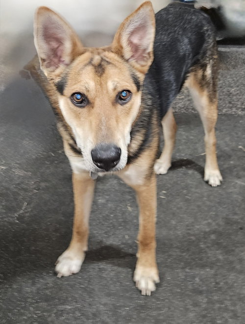 RIVER - Shepherd available for adoption