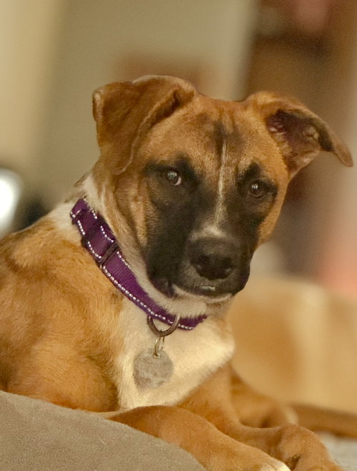 picture of the dog needing adoption
