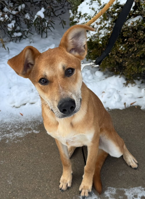 picture of the dog needing adoption