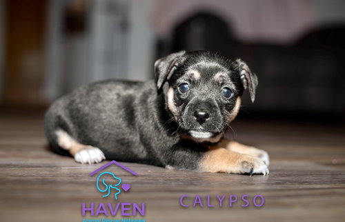 picture of the dog needing adoption
