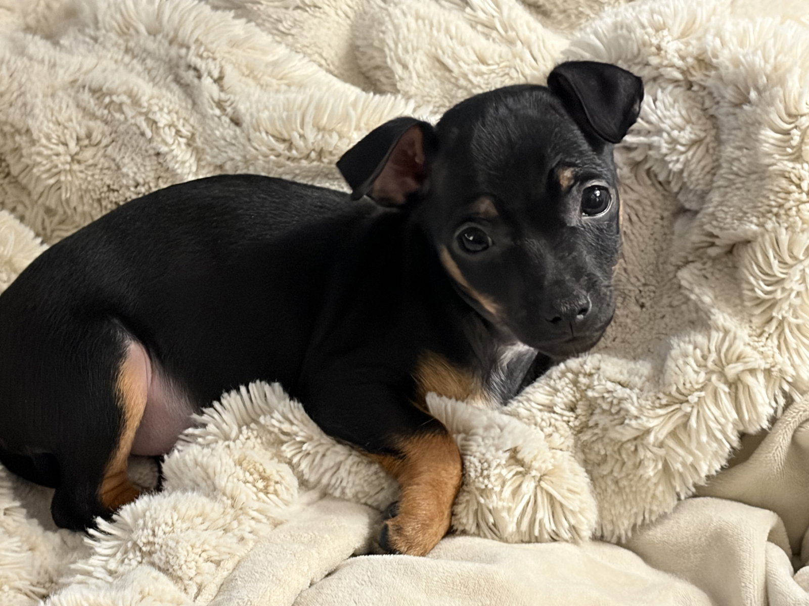 Ernie
