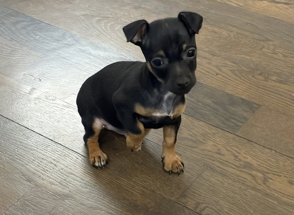 Ernie