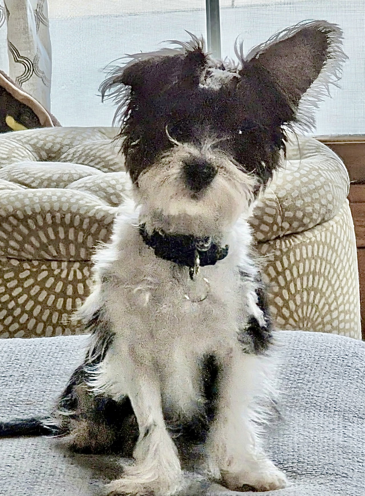 Gizmo Image