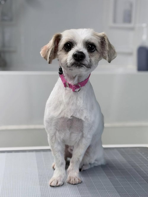 picture of the dog needing adoption