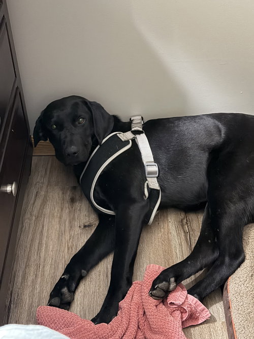 picture of the dog needing adoption