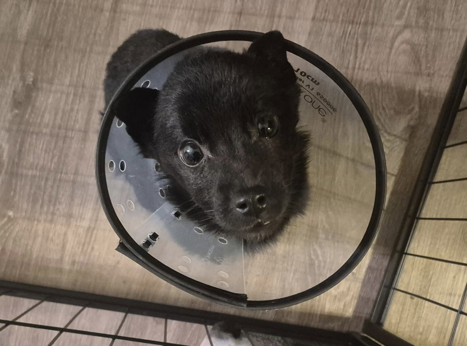 Sora Image