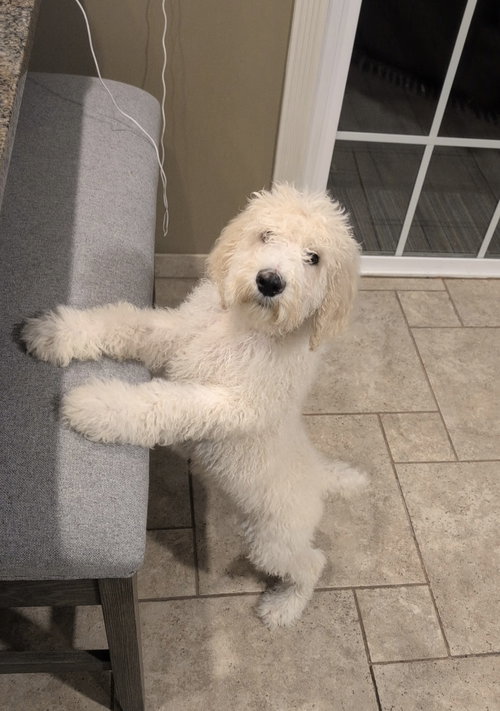 picture of the dog needing adoption