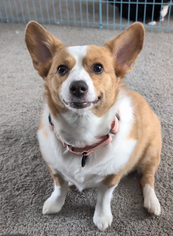 Pixie
