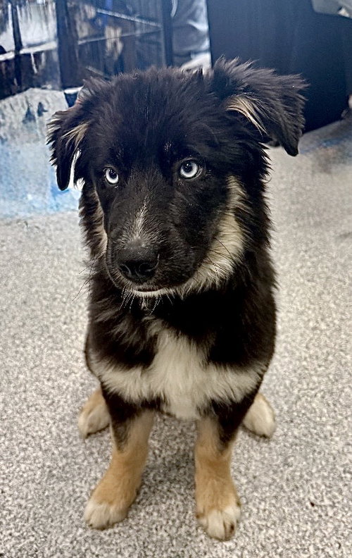picture of the dog needing adoption