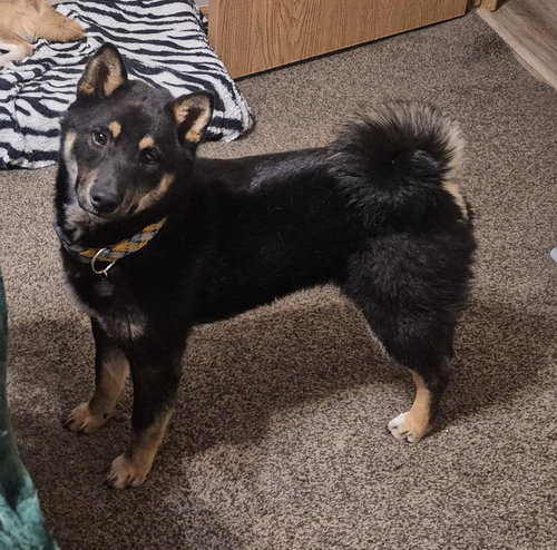 picture of the dog needing adoption