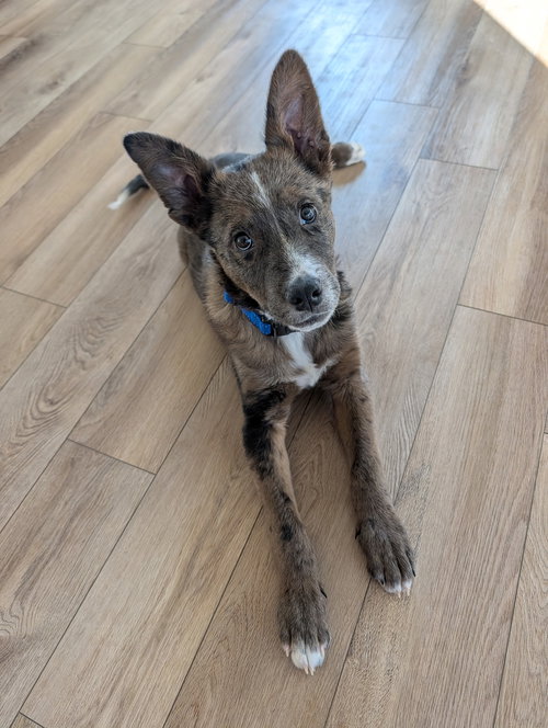 picture of the dog needing adoption